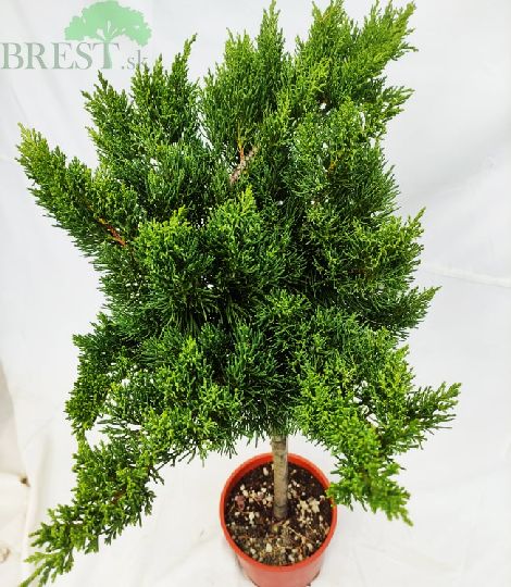 Juniperus horizontalis wiltonii